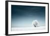 Alone Frozen Tree in Snowy Field and Dark Blue Sky-Dudarev Mikhail-Framed Photographic Print