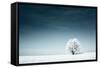 Alone Frozen Tree in Snowy Field and Dark Blue Sky-Dudarev Mikhail-Framed Stretched Canvas