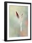 Alone in the Light-Philippe Sainte-Laudy-Framed Photographic Print