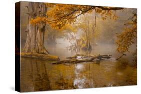 Alone in the Swamp-Norbert Maier-Stretched Canvas