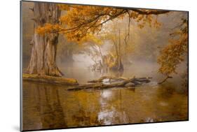 Alone in the Swamp-Norbert Maier-Mounted Giclee Print