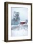 Alone in White-Philippe Sainte-Laudy-Framed Photographic Print