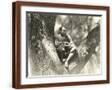 Brown Frame