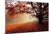 Alone Tree in Autumn Park-TTstudio-Mounted Photographic Print