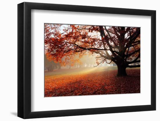 Alone Tree in Autumn Park-TTstudio-Framed Photographic Print