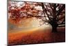 Alone Tree in Autumn Park-TTstudio-Mounted Photographic Print