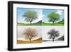 Alone Tree in for Season-mr. Smith-Framed Photographic Print