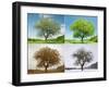 Alone Tree in for Season-mr. Smith-Framed Photographic Print