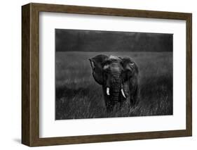 Alone under the rain-Massimo Mei-Framed Photographic Print