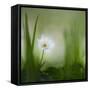 alone.........-Piet Haaksma-Framed Stretched Canvas