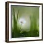 alone.........-Piet Haaksma-Framed Photographic Print