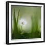 alone.........-Piet Haaksma-Framed Photographic Print