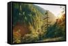 Along Eagle Creek Trail, Columbia River Gorge, Oregon-Vincent James-Framed Stretched Canvas