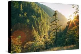 Along Eagle Creek Trail, Columbia River Gorge, Oregon-Vincent James-Stretched Canvas