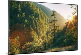 Along Eagle Creek Trail, Columbia River Gorge, Oregon-Vincent James-Mounted Photographic Print