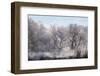 Along the Bosque, New Mexico-Zandria Muench Beraldo-Framed Photographic Print