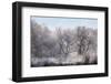 Along the Bosque, New Mexico-Zandria Muench Beraldo-Framed Photographic Print