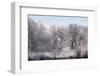 Along the Bosque, New Mexico-Zandria Muench Beraldo-Framed Photographic Print