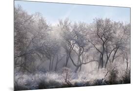 Along the Bosque, New Mexico-Zandria Muench Beraldo-Mounted Premium Photographic Print