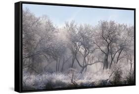 Along the Bosque, New Mexico-Zandria Muench Beraldo-Framed Stretched Canvas