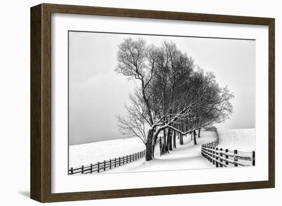 Along the Lane I-Aledanda-Framed Art Print