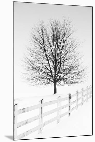 Along the Lane III-Aledanda-Mounted Art Print