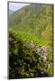 Along the Rice Terraces from Bontoc to Banaue, Luzon, Philippines-Michael Runkel-Mounted Photographic Print