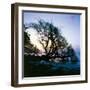 Along the Shore-Mike Toy-Framed Giclee Print