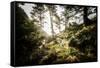 Along the Washington Coast-Steven Gnam-Framed Stretched Canvas