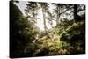 Along the Washington Coast-Steven Gnam-Stretched Canvas