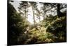 Along the Washington Coast-Steven Gnam-Mounted Photographic Print