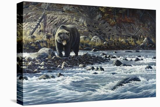 Along the Yellowstone - Grizzly-Wilhelm Goebel-Stretched Canvas