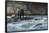 Along the Yellowstone - Grizzly-Wilhelm Goebel-Framed Stretched Canvas