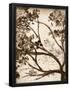 Essential Black