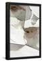 Essential Black