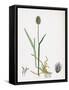 Alopecurus Alpinus Alpine Fox-Tail-Grass-null-Framed Stretched Canvas