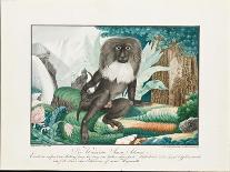 A Macaque, 1837-Aloys Zotl-Giclee Print