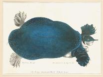 American Softshell Turtle or Trionyx, Formerly Called Blue Turtle, 1881 (Graphite and Watercolour)-Aloys Zotl-Giclee Print