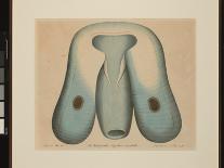 American Softshell Turtle or Trionyx, Formerly Called Blue Turtle, 1881 (Graphite and Watercolour)-Aloys Zotl-Giclee Print