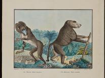 Sloths, 1881-Aloys Zotl-Giclee Print