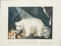 The White Bear, 1844-Aloys Zotl-Giclee Print