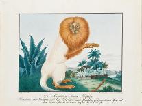 A Macaque, 1837-Aloys Zotl-Giclee Print