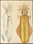 Two Studies of Cuttlefish, 1881 (Graphite and Watercolour)-Aloys Zotl-Giclee Print
