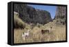 Alpaca and Llama in the Andes, Peru, South America-Peter Groenendijk-Framed Stretched Canvas