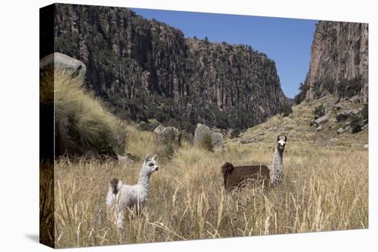 Alpaca and Llama in the Andes, Peru, South America-Peter Groenendijk-Stretched Canvas