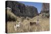 Alpaca and Llama in the Andes, Peru, South America-Peter Groenendijk-Stretched Canvas