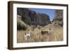 Alpaca and Llama in the Andes, Peru, South America-Peter Groenendijk-Framed Photographic Print