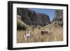 Alpaca and Llama in the Andes, Peru, South America-Peter Groenendijk-Framed Photographic Print