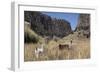 Alpaca and Llama in the Andes, Peru, South America-Peter Groenendijk-Framed Photographic Print