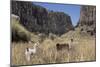 Alpaca and Llama in the Andes, Peru, South America-Peter Groenendijk-Mounted Photographic Print